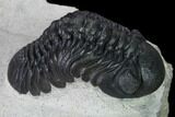 Nice, Austerops Trilobite - Visible Eye Facets #165899-3